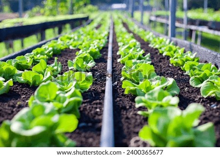 Vegetables in the plot. Mustard greens growing in the garden on an organic farm. Hydroponic vegetable farm grown in soil plots. Drip irrigation system.