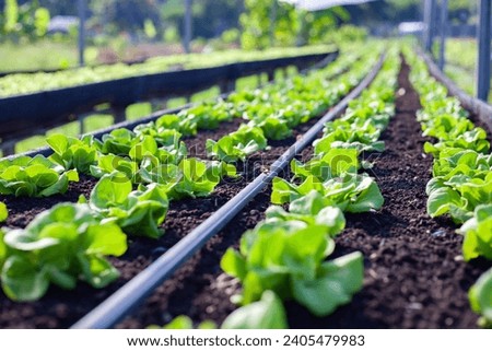 Vegetables in the plot. Mustard greens growing in the garden on an organic farm. Hydroponic vegetable farm grown in soil plots. Drip irrigation system.