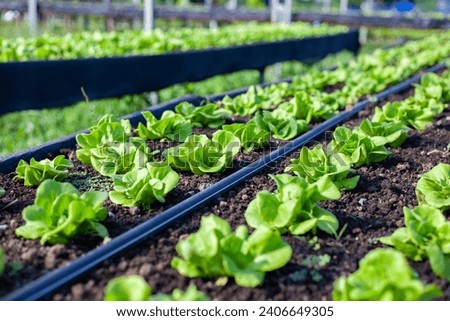 Vegetables in the plot. Mustard greens growing in the garden on an organic farm. Hydroponic vegetable farm grown in soil plots. Drip irrigation system.