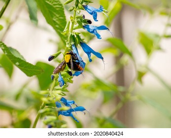 Descomposición Vegetal De Insectos, Flores Azules En El Campo,junto A Abeja. Plant Decomposition Of Insects, Blue Flowers In The Field, Next To Bee