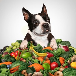 Vegetarian Or Vegan Dog Diet And Canine Vegetable And Fruit Diet As Health Benefits For Dogs Eating Fruits And Vegetables As Plant-based Diets With Green Alternative Meal For Puppy Pets As Veggies.