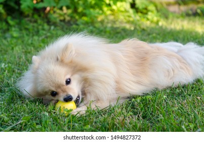 Vegetarian Or Vegan Pomeranian Spitz Dog Or Puppy Lying On The Green Grass And Eating, Biting  Pear Or Apple. Healthy Food For Animals, Dogs. Little Hungry Puppy At A Summer Day Outdoor. 