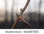 Vegetation