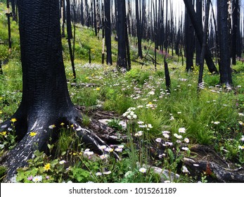 Vegetation Begins To Regrow After A Devastating Colorado Wildfire