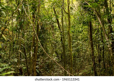 Vegetation Of The Cairns Rainforest, The Oldest In The World