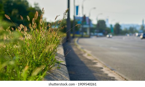 vegetation consisting of typically short plants with long, narrow leaves, growing wild or cultivated on lawns and pasture, and as a fodder crop.