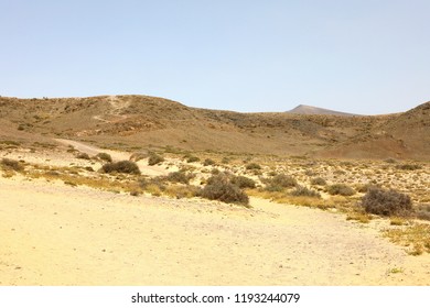 Vegetation of the desert in Lanzarote, Spain