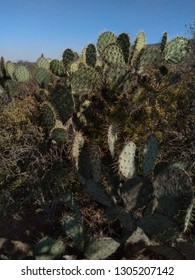 Vegetation Of The Desert,  Nopales And Lechuguilla Hidalgo Mexico