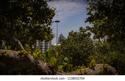 Vegetation Of The Flamengo Park.