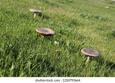 vegetation in the green fields