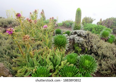 Vegetation of Kilimanjaro. Mountain and green area views - Shutterstock ID 1883893852