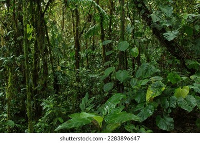 Vegetation in Minjoy Park in Mindo, Ecuador, South America
 - Shutterstock ID 2283896647