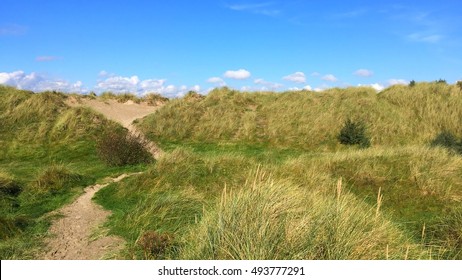 Vegetation On The Beach Of Bull Island, Dublin