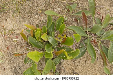 Vegetation On Sandy Soil In Authie Bay