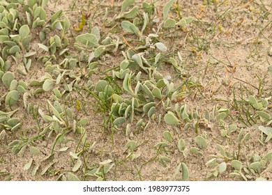 Vegetation On Sandy Soil In Authie Bay