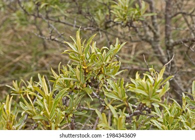 Vegetation On Sandy Soil In Authie Bay