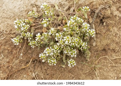 Vegetation On Sandy Soil In Authie Bay