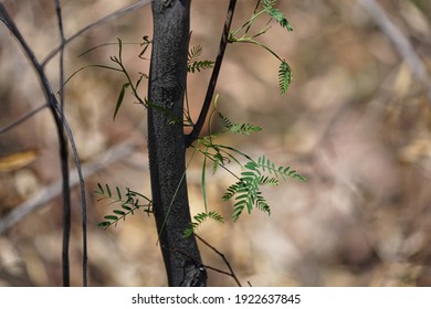 Vegetation Recovering From A Bushfire