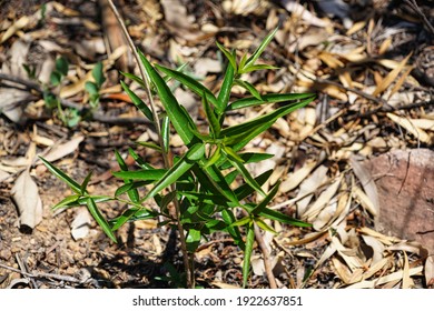 Vegetation Recovering From A Bushfire