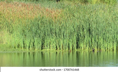 Vegetation, reeds on the edge of a lake. Vegetable background of natural duck habitat.
