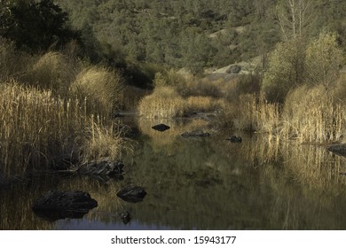 Vegetation Reflected In Putah Creek