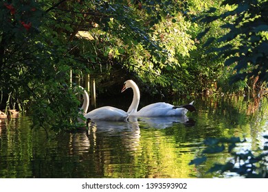 Vegetation In The River Lea