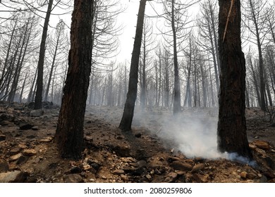 Vegetation And Trees After Forest Fire