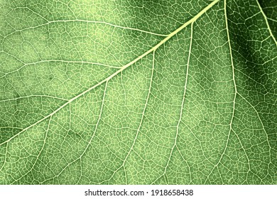 Vegetative Background. Close Up Leaf Texture