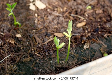 Vegtable Gardening In The Backyard