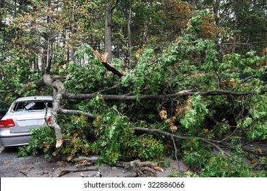 vehicle broken by fallen tree in storm