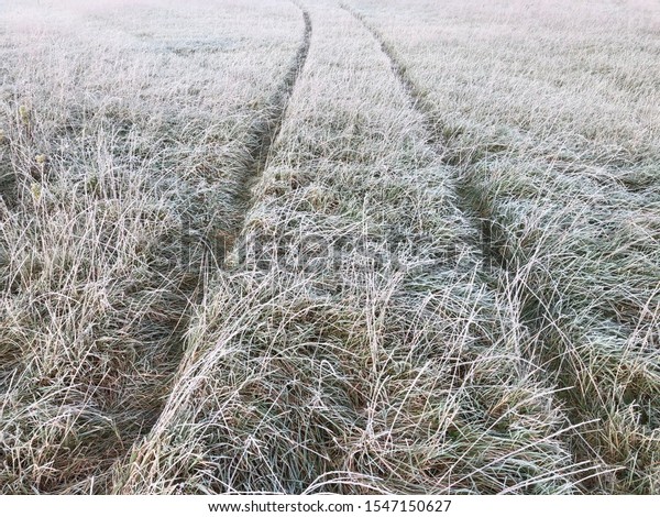 Vehicle\
tracks through a frosty grass field: Escape route taken by thieves\
after stealing an agricultural vehicle from a farm. Damage to\
fields and crops.  Examples of rural\
crime.