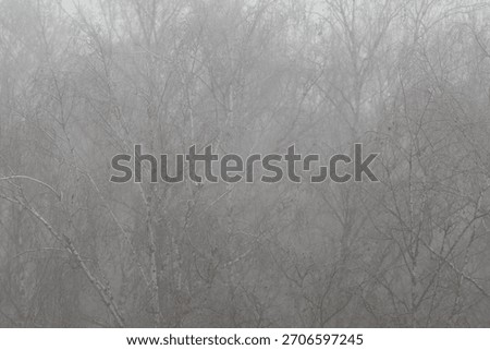 Veiled canopy and tranquil tones create peaceful setting for design, Softly obscured trees and gentle desaturated hues evoke atmosphere of calm and solitude for creative projects