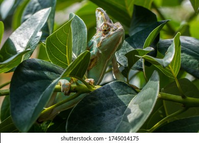 The Veiled Chameleon Camouflage In The Tree