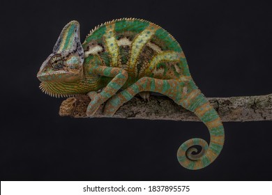 The Veiled Chameleon Or Chamaeleo Calyptratus