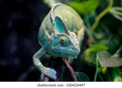 The Veiled Chameleon (Chamaeleo Calyptratus)