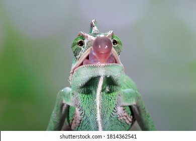 Veiled Chameleon (chamaeleo calyptratus) catches its prey by sticking out its tongue which has a sticky bowl-shaped tip.