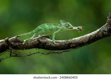 Veiled Chameleon (Chamaeleo calyptratus) is eating a cricket as its prey. - Powered by Shutterstock