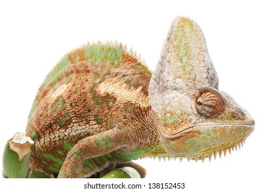 20,533 Colorful chameleon white background Images, Stock Photos ...