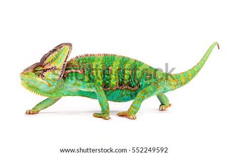 Veiled chameleon (chamaeleo calyptratus) isolated on white background.