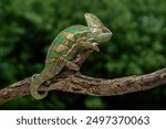 The Veiled Chameleon or Cone-head Chameleon is a species of chameleon native to Yemen and Saudi Arabia. 