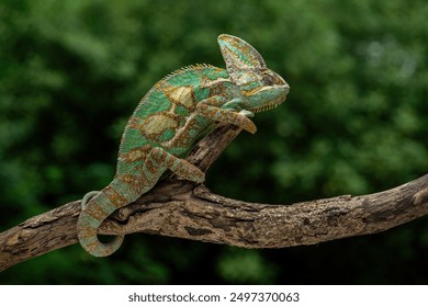 The Veiled Chameleon or Cone-head Chameleon is a species of chameleon native to Yemen and Saudi Arabia. 