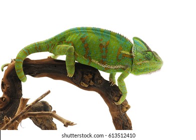 Veiled Chameleon Isolated On White Background