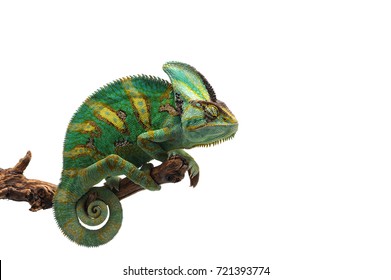 Veiled Chameleon Isolated On White Background