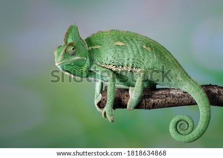 The Veiled Chameleon is a species of chameleon native to Yemen and Saudi Arabia.