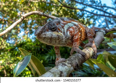 A veiled chameleon is walking on a tree branch.