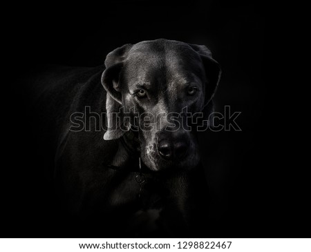 veimaranaer dog closeup outdoors portrait