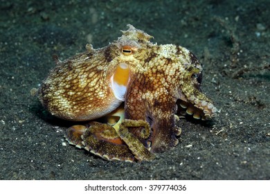 Veined Octopus (Octopus Marginatus) Crawling On Black Volcanic Sand