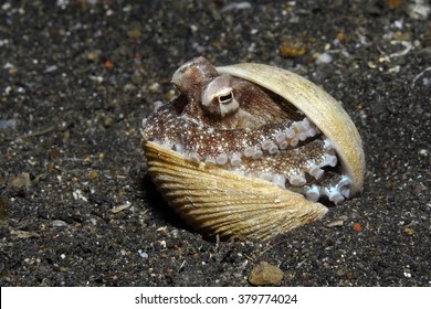 Veined Octopus (Octopus Marginatus) Hiding In A Shell