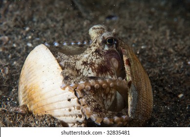 Veined Octopus (Octopus Marginatus) In A Shell, Sulawesi, Indonesia