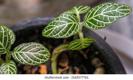 Veins Of Fittonia Plant, Nerve Plant